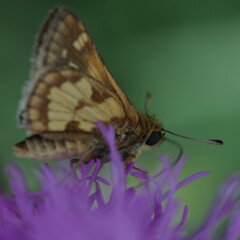 yellow brown moth and a purple flower