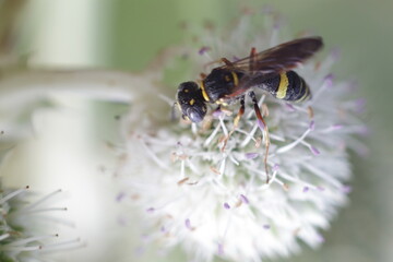 wasp gathering pollen from white allium
