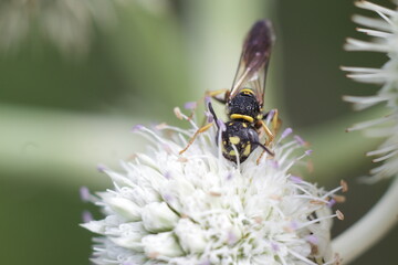 wasp gathering pollen from white allium