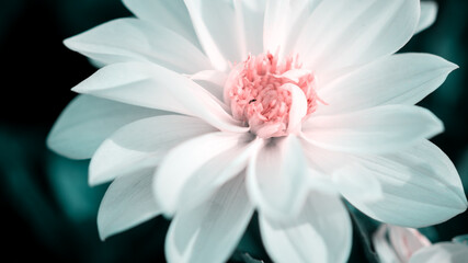 beautiful dahlia flower in garden at bright sunny day