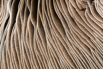 Mushrrom Close up