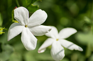 jasmine flowers with green background