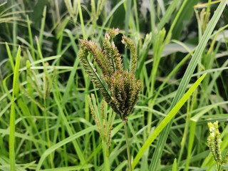 Farming millet in rural area