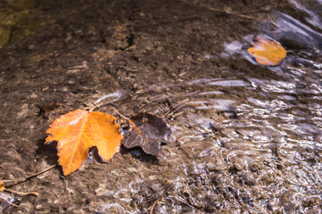 stream transports several leaves