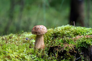 Porcini Mushroom grows in the forest