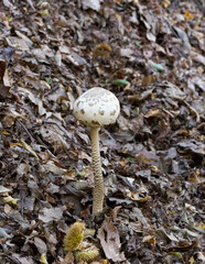 A Macrolepiota procera mushroom in the wood