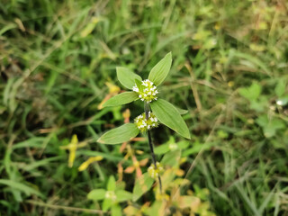 Spermacoce leaf and white flowers