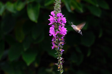 Taubenschwänzchen © waechter-media.de
