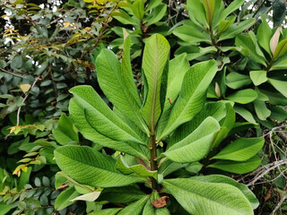Euphorbia Grantii leaves