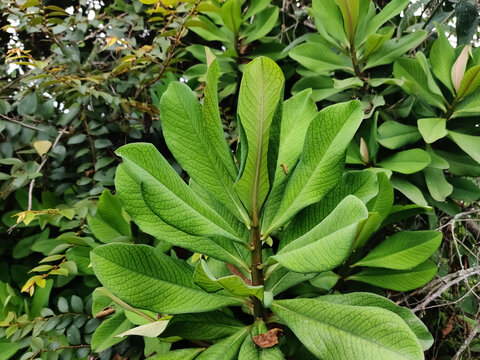 Euphorbia Grantii leaves