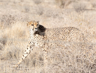 A pciture of a cheeta in savannah