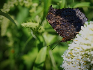 Motyl na kwiatku, budleja dawida