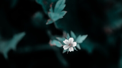 Fototapeta premium beautiful flower in garden at bright sunny day
