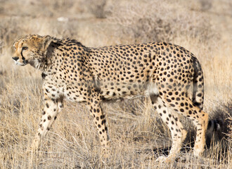 Fototapeta na wymiar A pciture of a cheeta in savannah