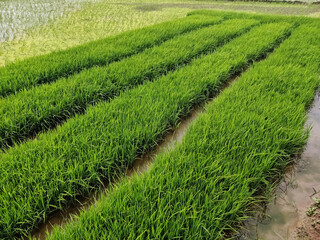 Rice plant farming rural area of India Karnataka