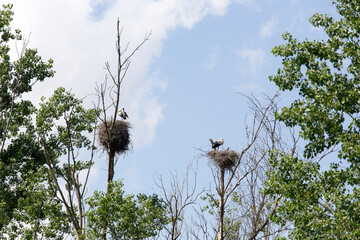 A view of stork nest