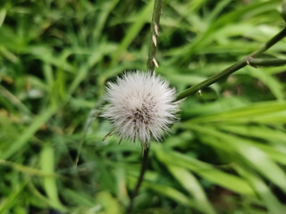 dandelion seed head