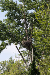 A view of stork nest