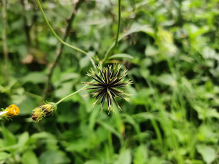 Bidens pilosa from its natural habitats in