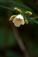 white flower opening