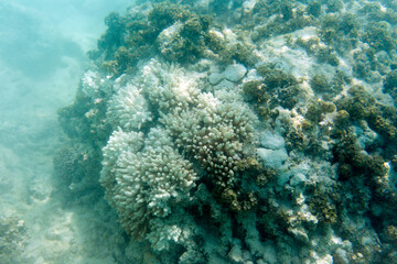Naklejka na ściany i meble Many bleaching coral in the sea