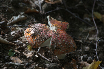 Venomous amanita mushroom in the wood