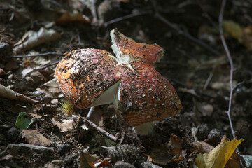 Venomous amanita mushroom in the wood