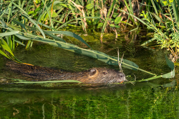 portrait of a young coypu in the middle of the lentils in a river in the South of France