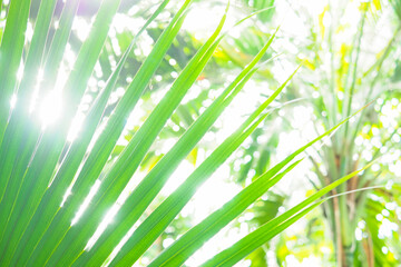 Golden dawn in the wild jungle. Rainforest, sun rays shine through the palm leaves. Green palm trees. Travel, island of dreams