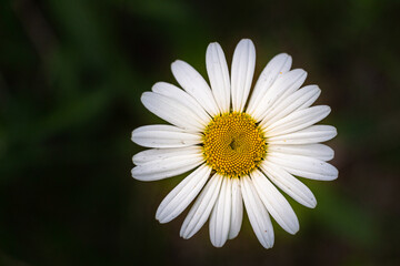 Obraz premium white daisy flower