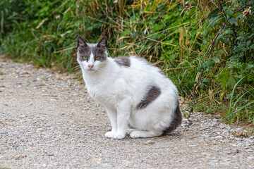 white and black cat sitting on a path