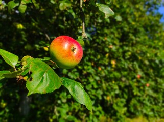 natural apple grow on tree