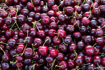 Close up of pile of ripe cherries with stalks and leaves. Large collection of fresh red cherries. Ripe cherries background.