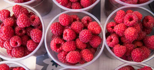 Growing Organic Berries Closeup. Red raspberry isolate.
