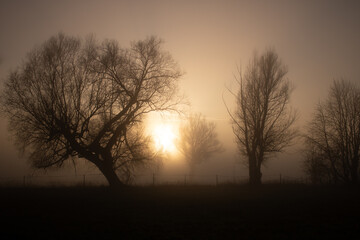 Mystische Silhouetten von Bäume, bei trauriger Stimmung im Nebel, bei Sonnenaufgang an einem Herbsttag. 