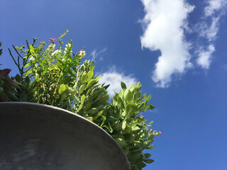 Bright sky with white clouds background view and part of green plant in a plant pot.