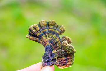 Holding a medicinal turkey tail (Trametes versicolor) on a green background