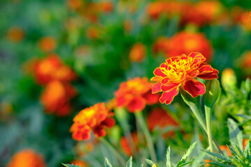  orange marigold flowers under sunshine. flower card or background. copy space for text. selective focus. blooming with blured flowers backdrop. African marigold in the garden. Tagetes erecta.