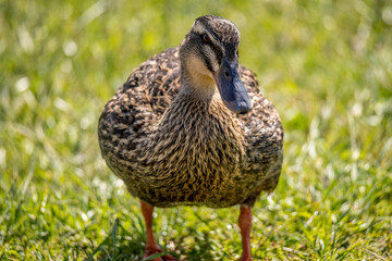 Fototapeta premium Duck at the Lake