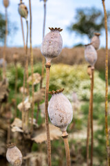 Field full of dry poppies.