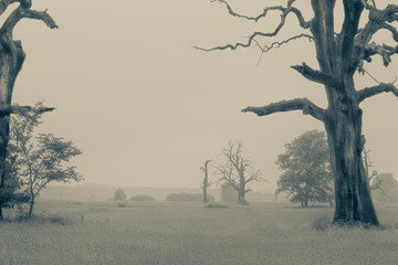 tree in the fog