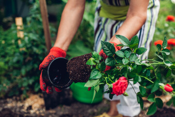 Woman gardener transplanting roses flowers from pot into wet soil. Summer garden work.