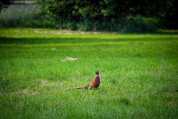 pheasant on the grass