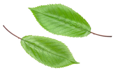 Green leaves of sweet cherry isolated on white background