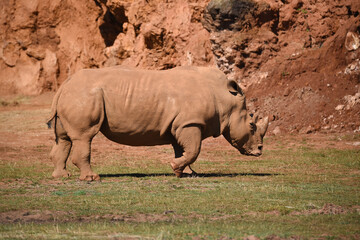 rinoceronte en safari por Espa&ntilde;a