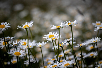 field of daisies