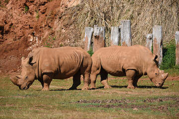 rinoceronte en safari por Espa&ntilde;a