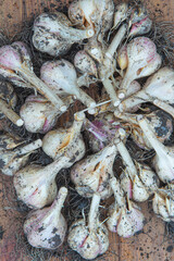 Garlic bulbs freshly harvested on the wooden background