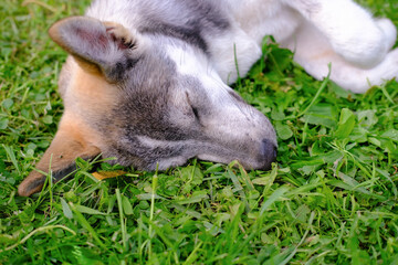 cute dog sleeping on the grass. tired puppy of mixed breed sleeps on the goung. pet care and dog relax concept.