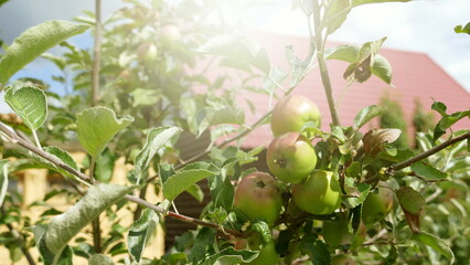 Apples growing on the branch
